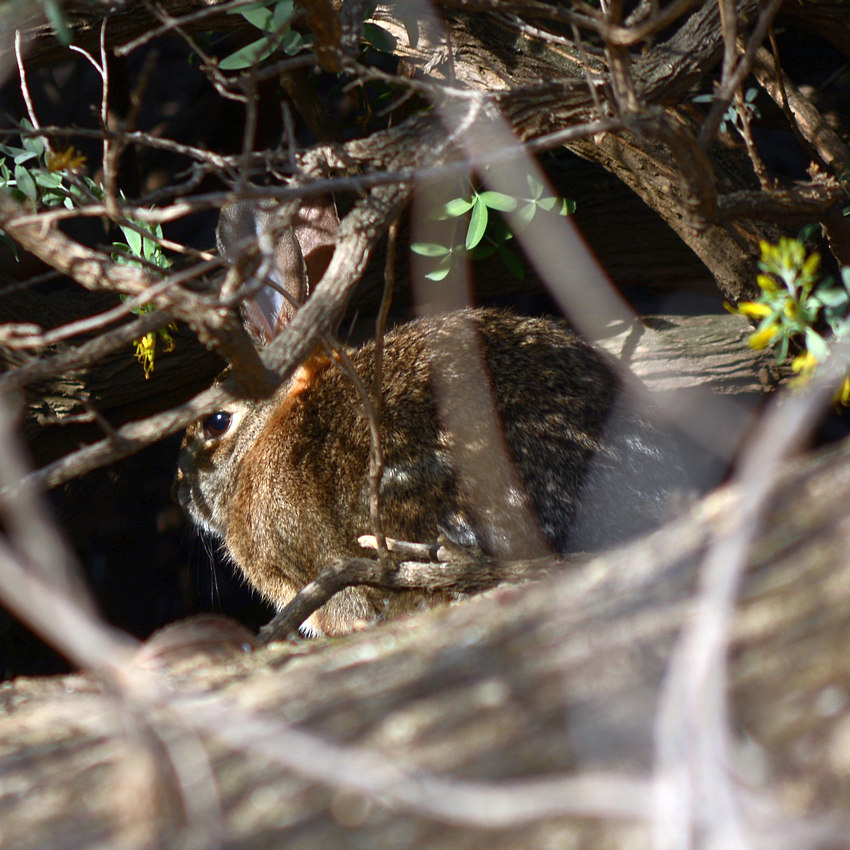 Rabbit.jpg