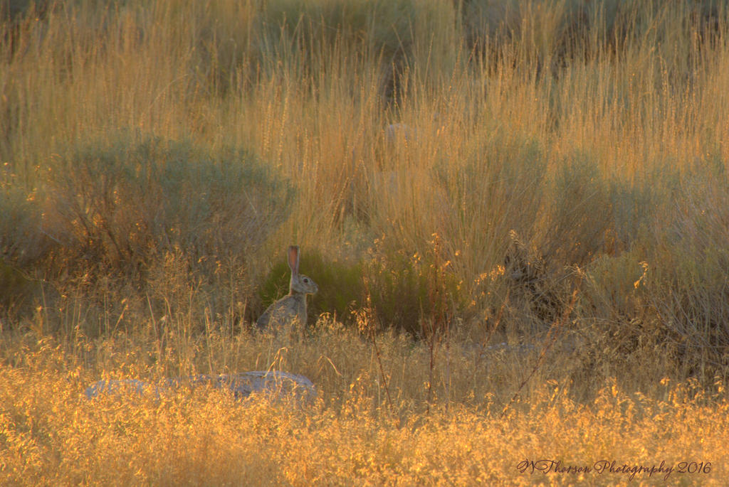 Rabbit on Antelope Island 8-7-2016.jpg