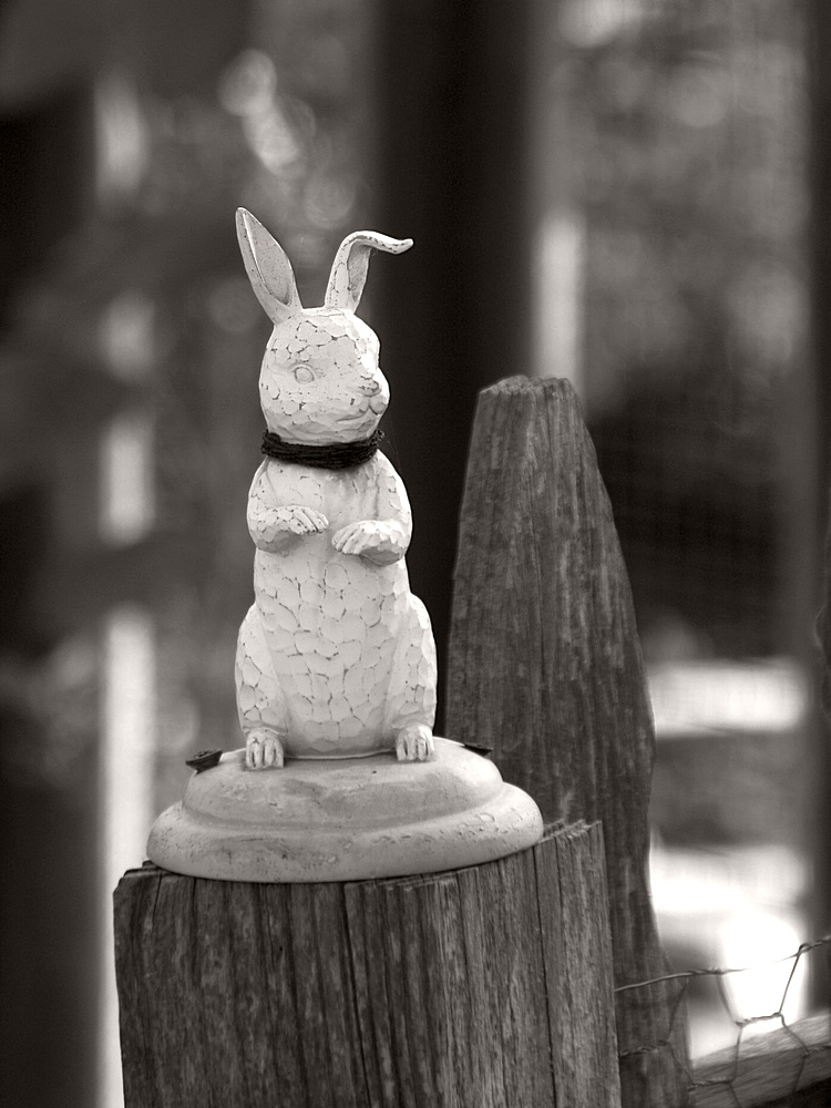 Rabbit2.jpg
