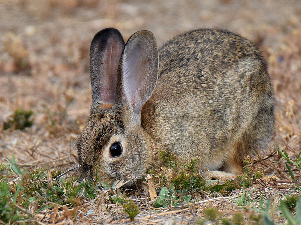 Rabbit2.jpg