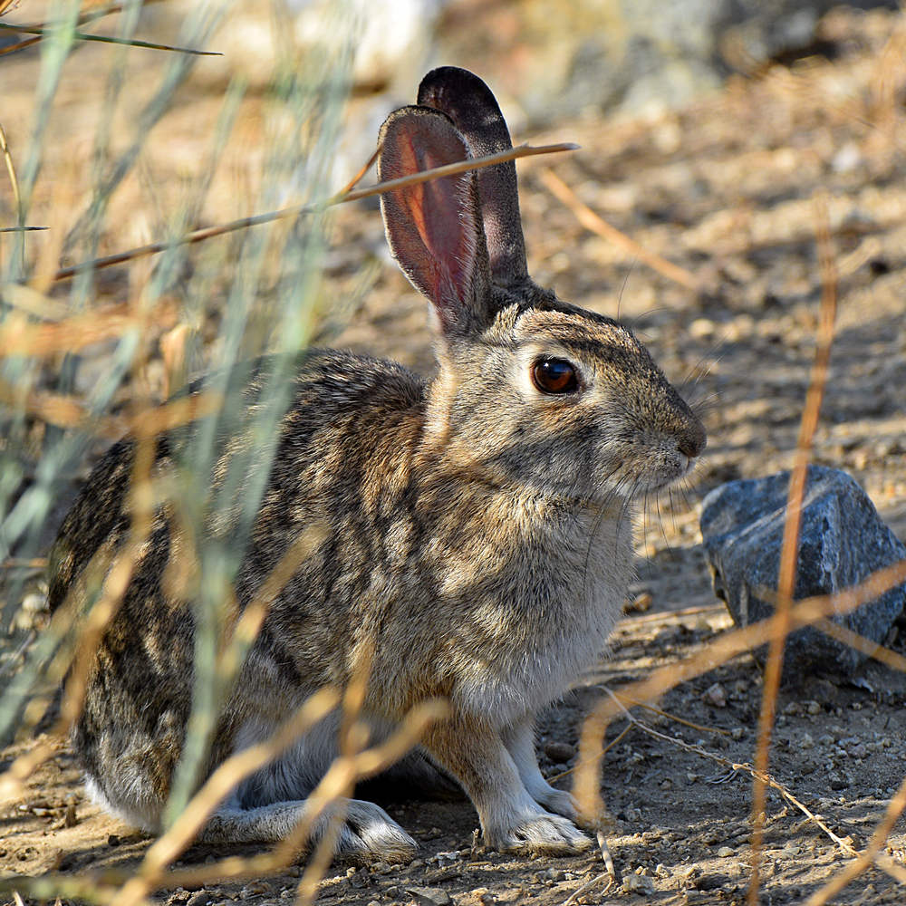 Rabbit2.jpg