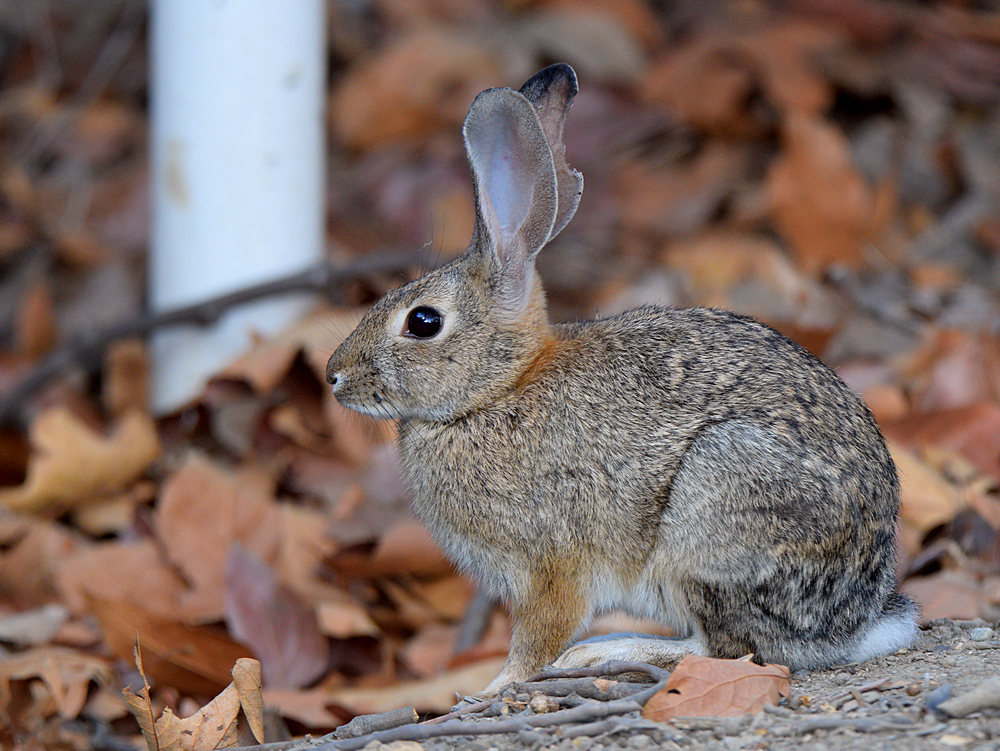 Rabbit2.jpg