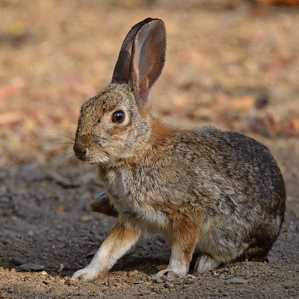 Rabbit2.jpg