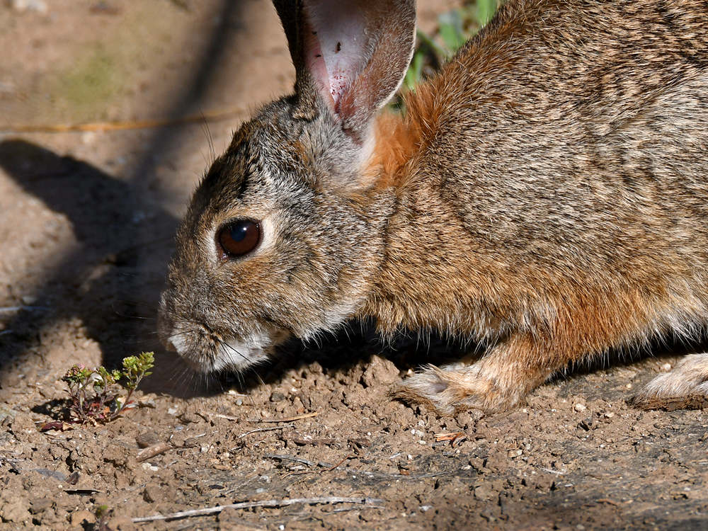 Rabbit2.jpg