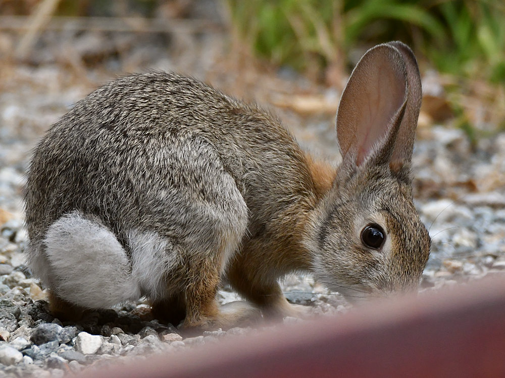 Rabbit2.jpg