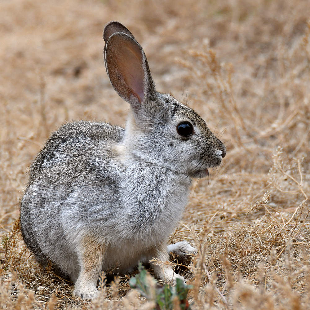 Rabbit2.jpg