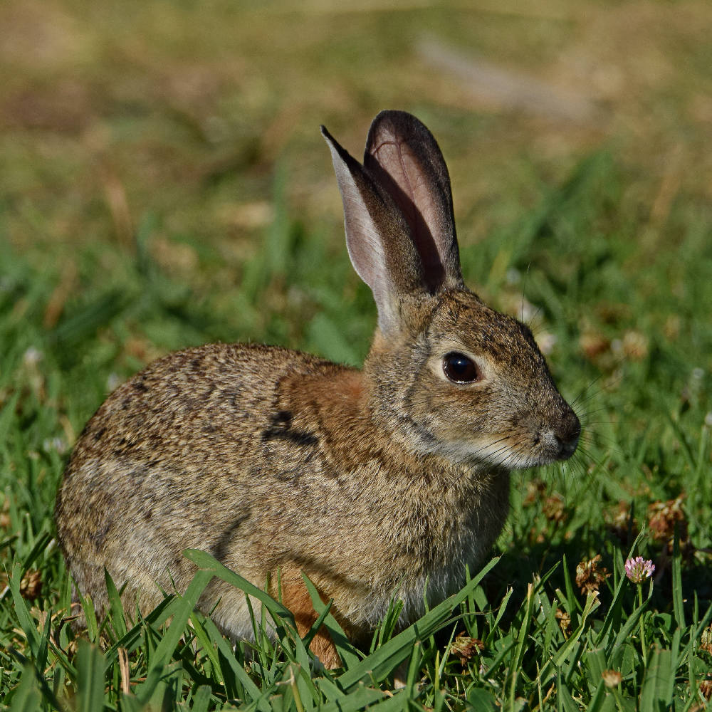 Rabbit2.jpg