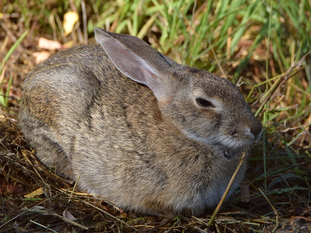 Rabbit2.jpg