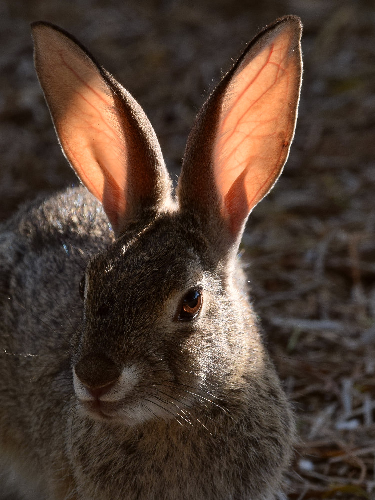 Rabbit2.jpg