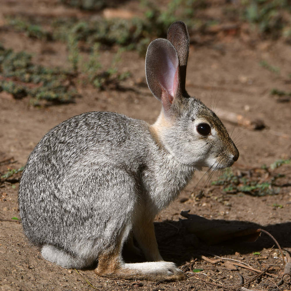 Rabbit2.jpg