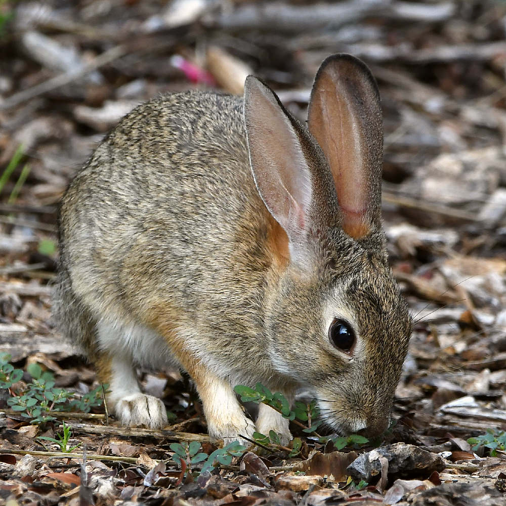 Rabbit2.jpg