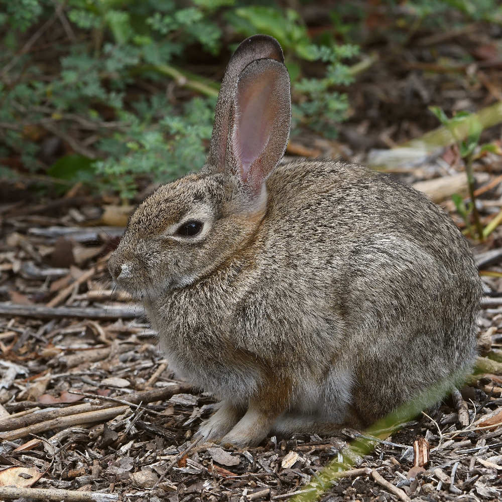 Rabbit2.jpg
