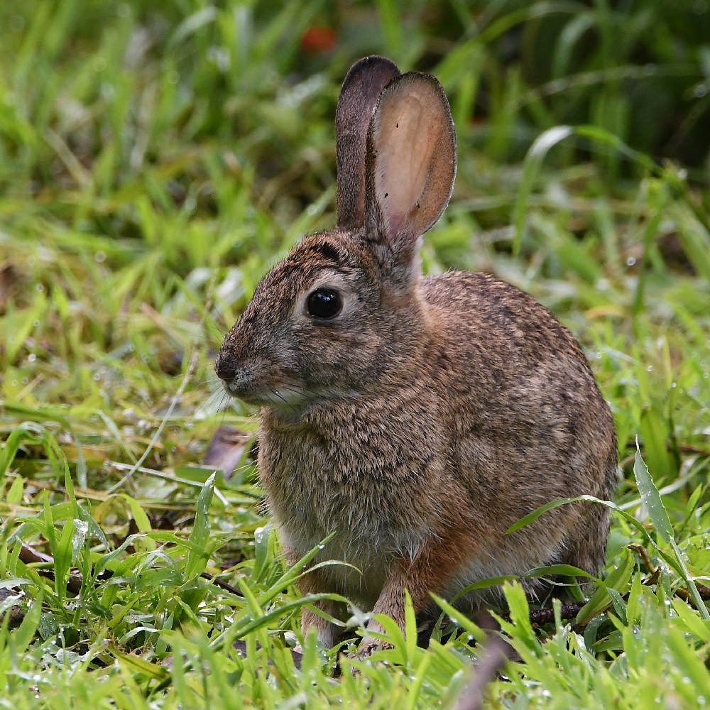 Rabbit2.jpg