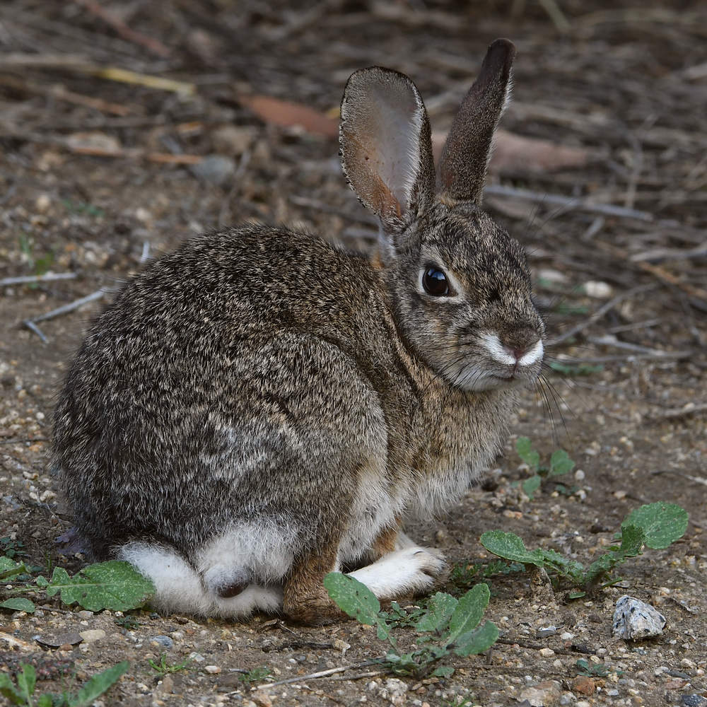 Rabbit2.jpg