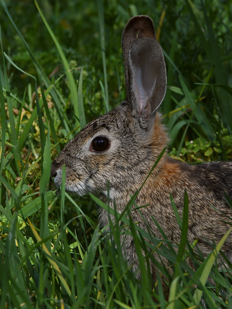 Rabbit2.jpg