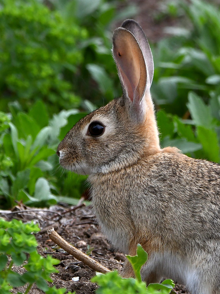 Rabbit2.jpg