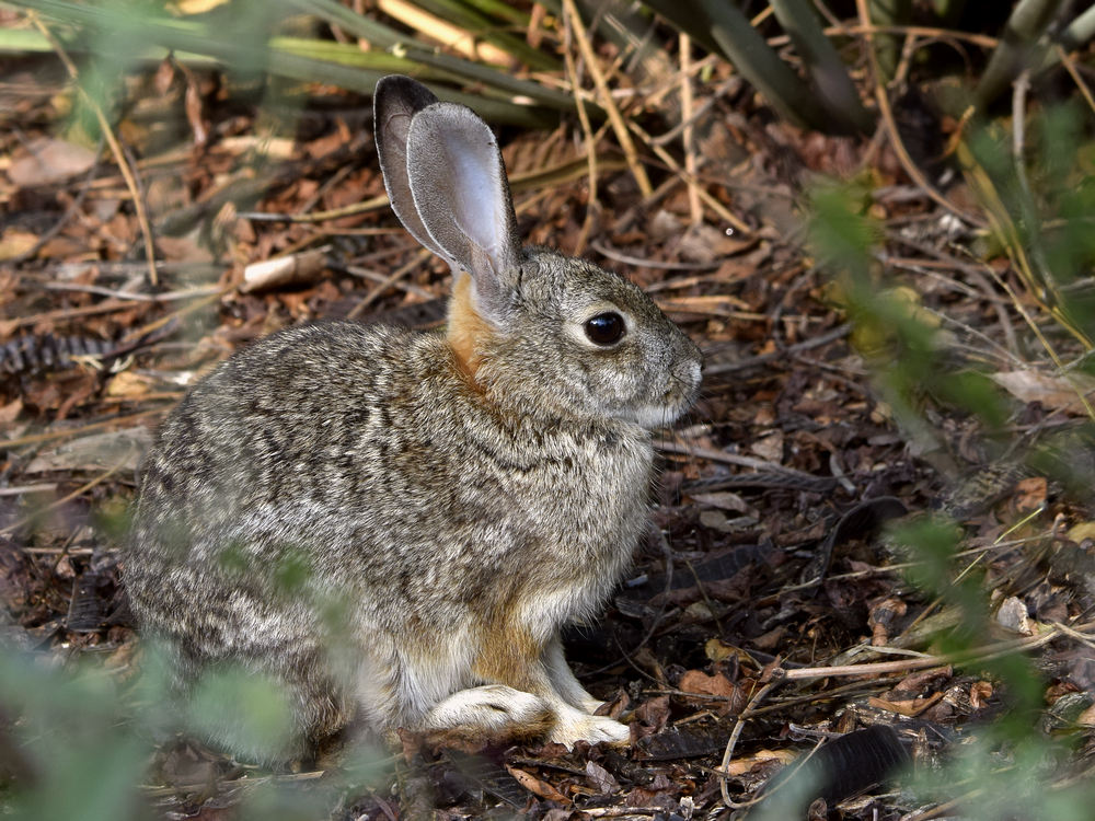 Rabbit2.jpg