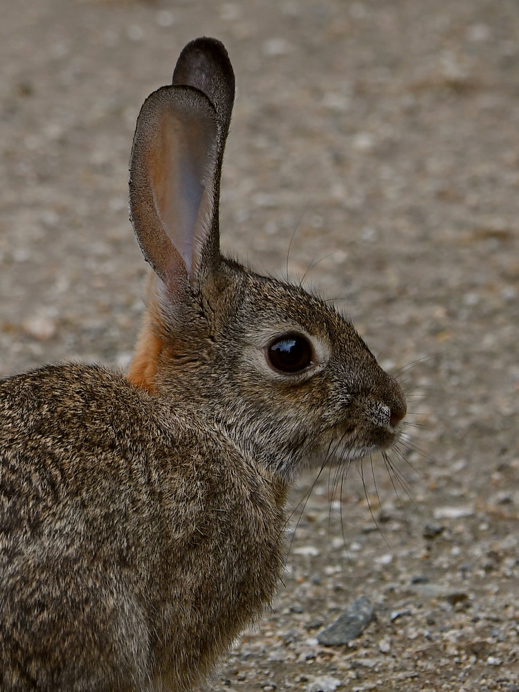 Rabbit2.jpg