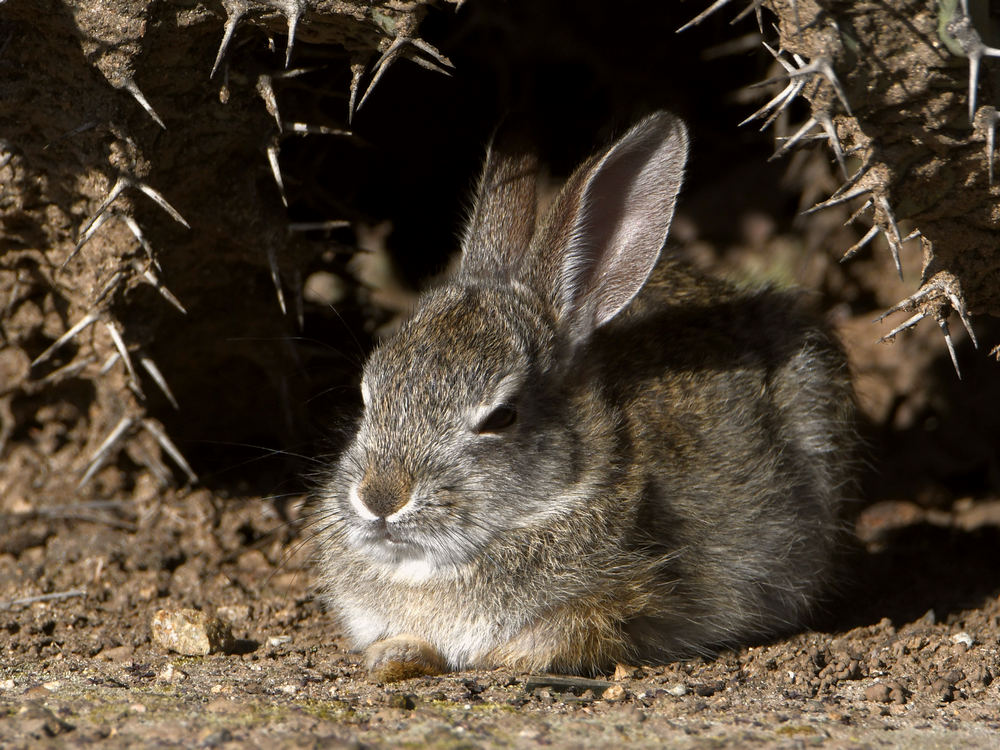 Rabbit2.jpg