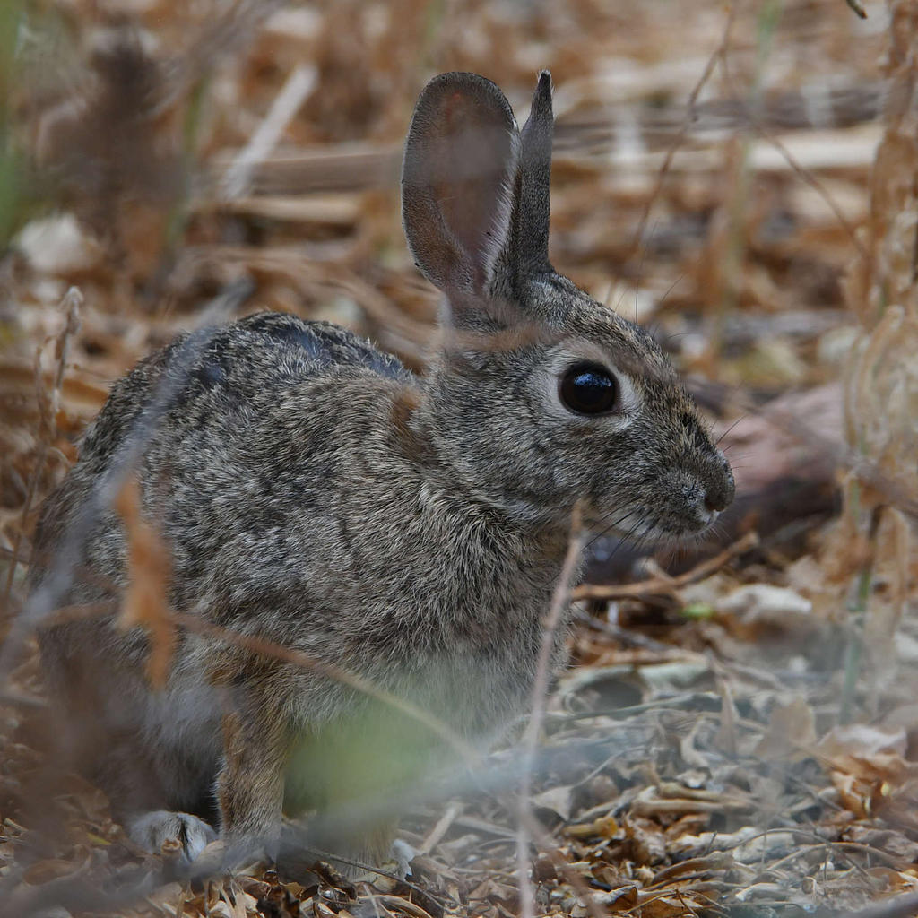 Rabbit2.jpg