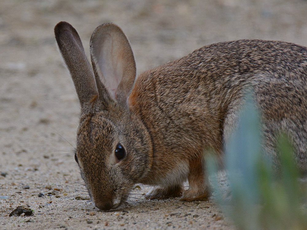 Rabbit3.jpg
