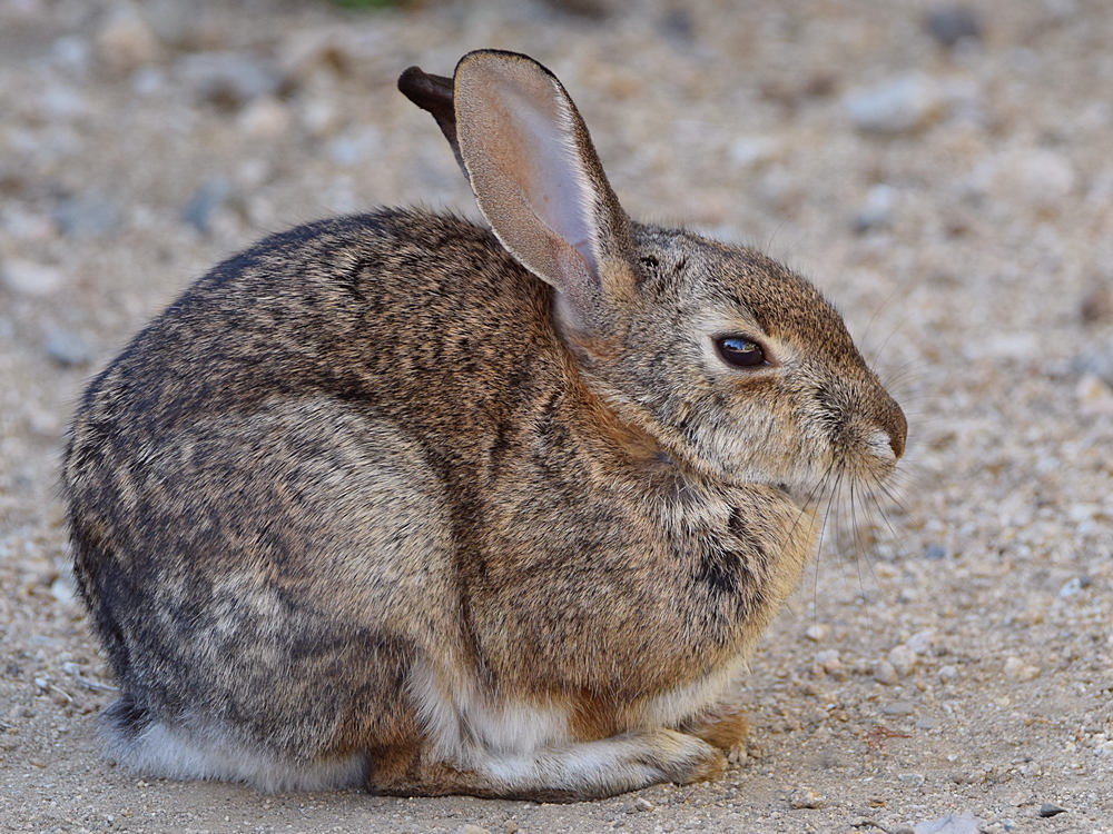 Rabbit3.jpg