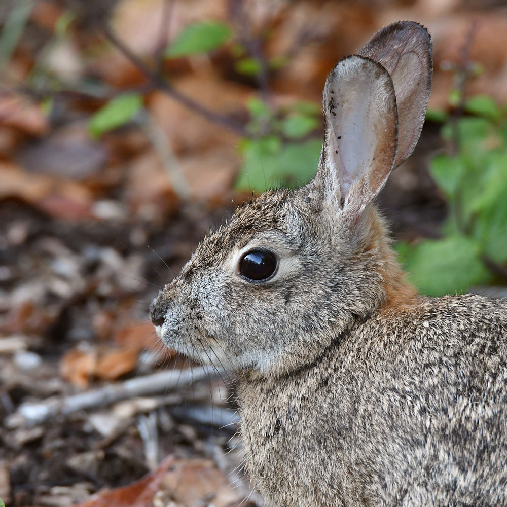 Rabbit3.jpg