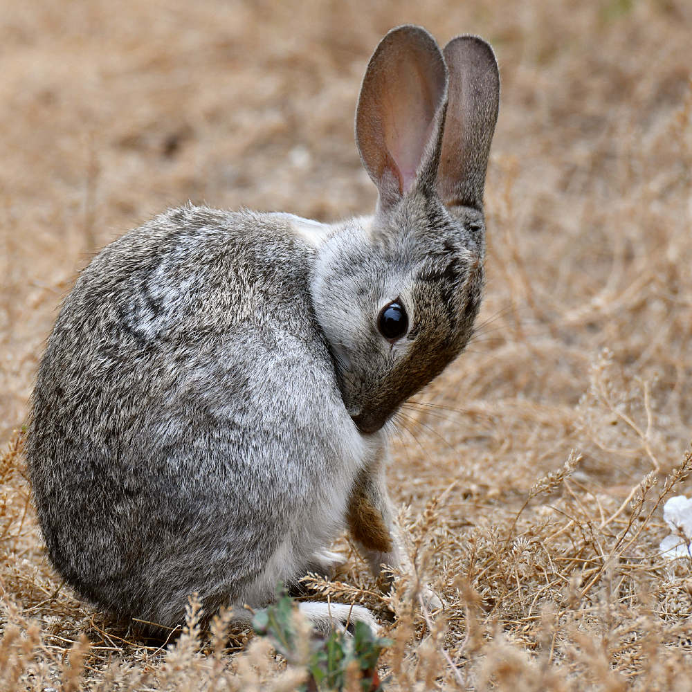 Rabbit3.jpg