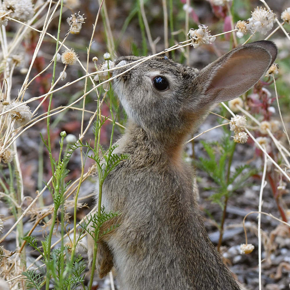 Rabbit3.jpg