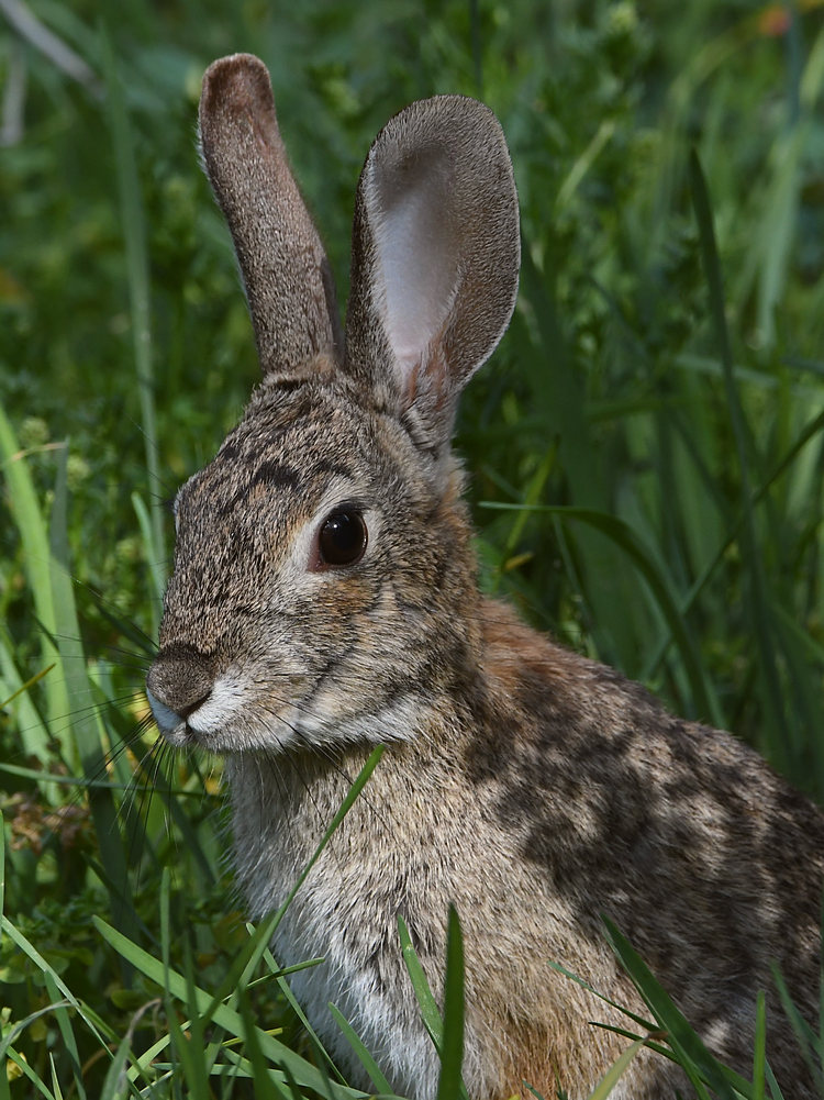 Rabbit3.jpg