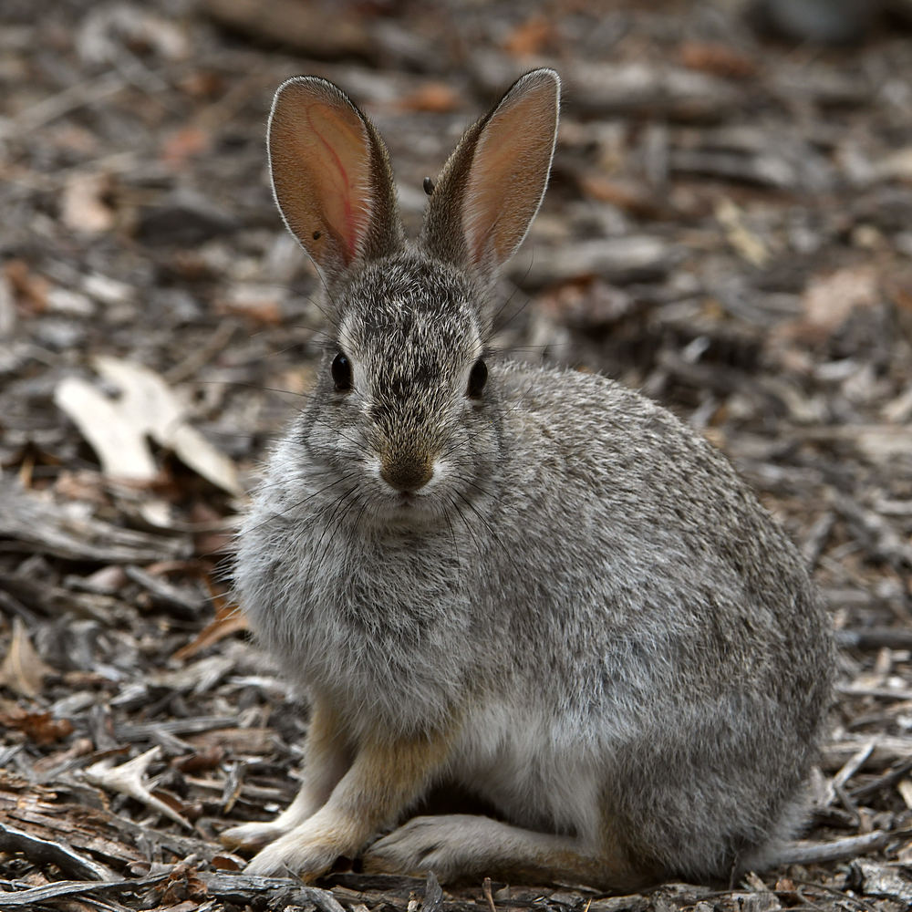 Rabbit3.jpg