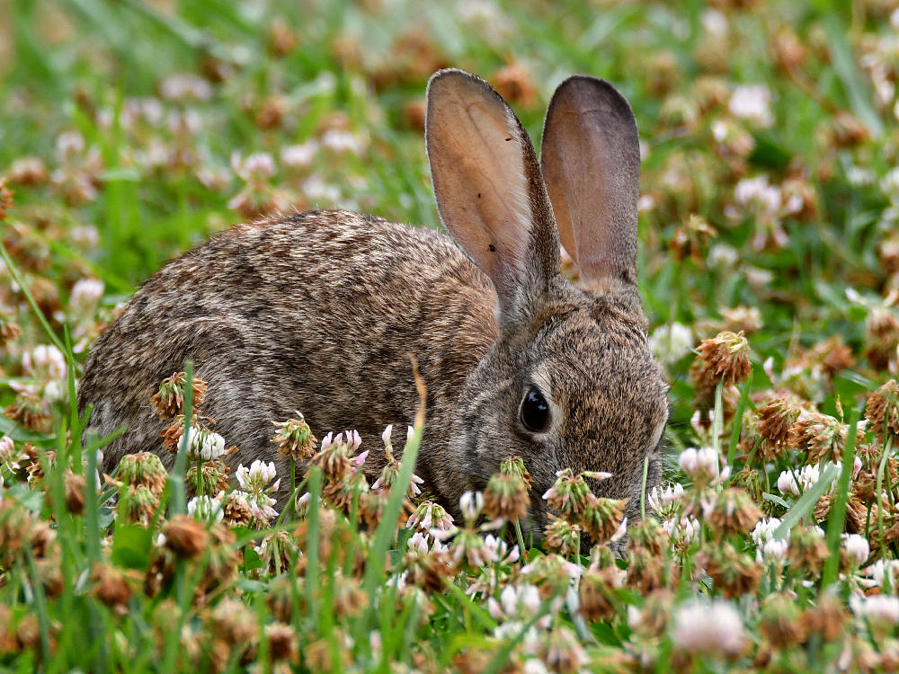 Rabbit4.jpg