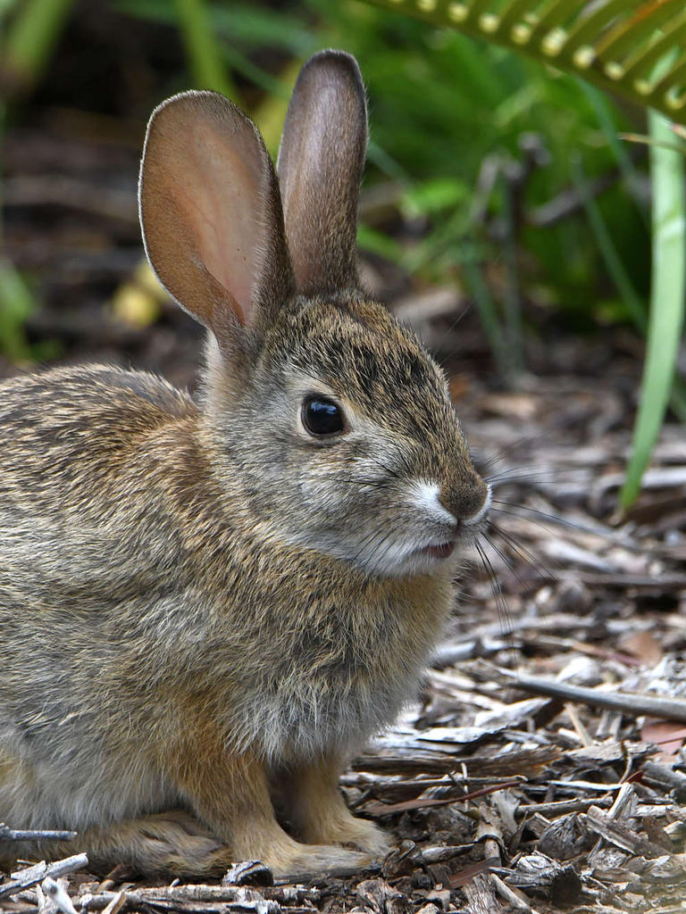 Rabbit4.jpg