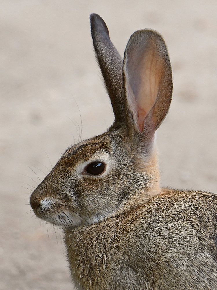 Rabbit5.jpg