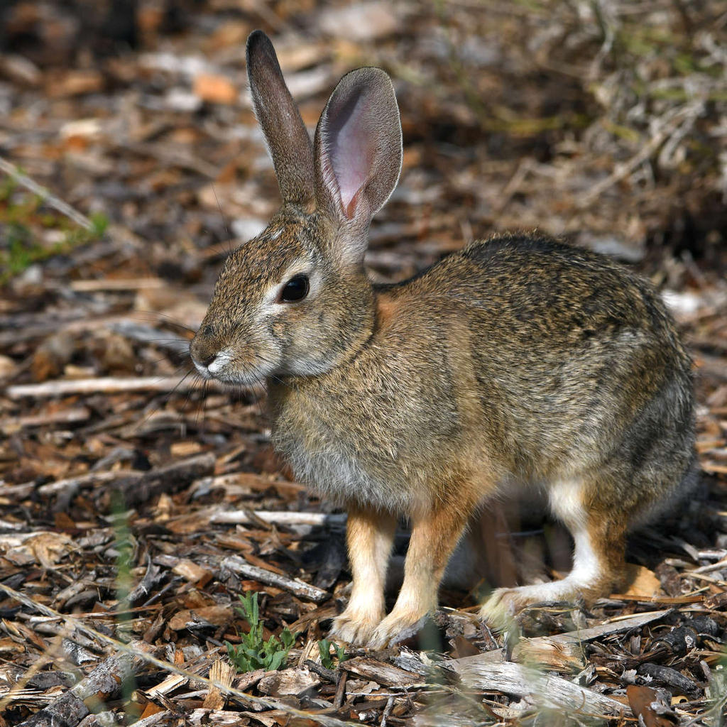 Rabbit6.jpg