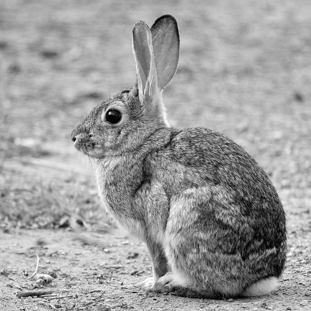 RabbitBW.jpg