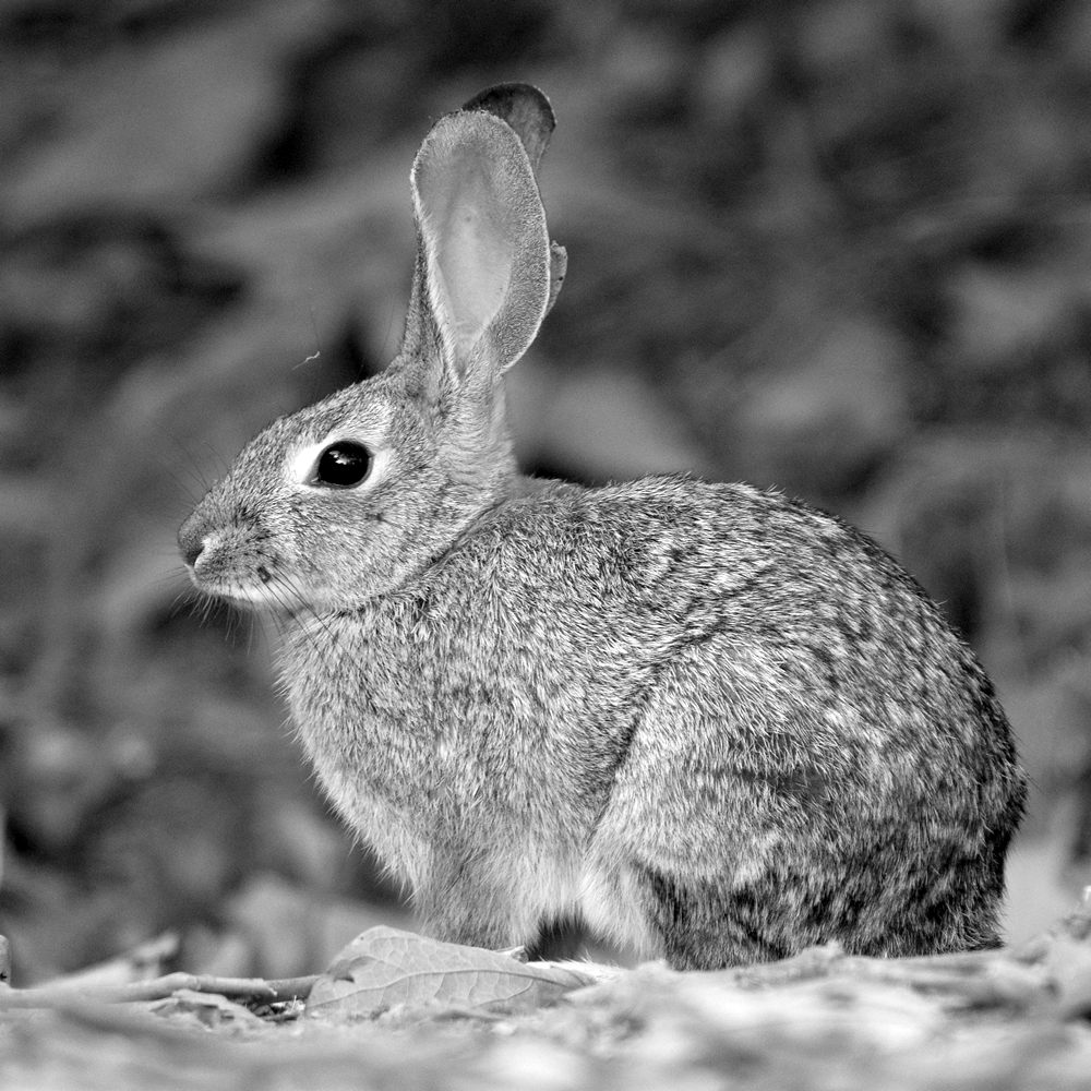 RabbitBW.jpg