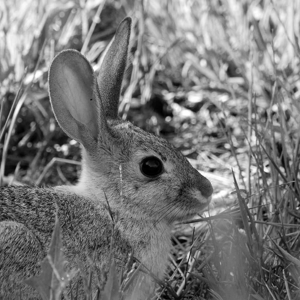 RabbitBW.jpg