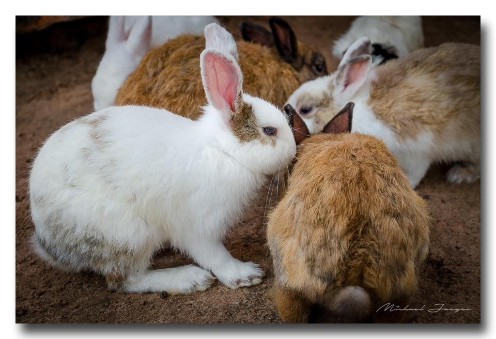 rabbits-3.jpg