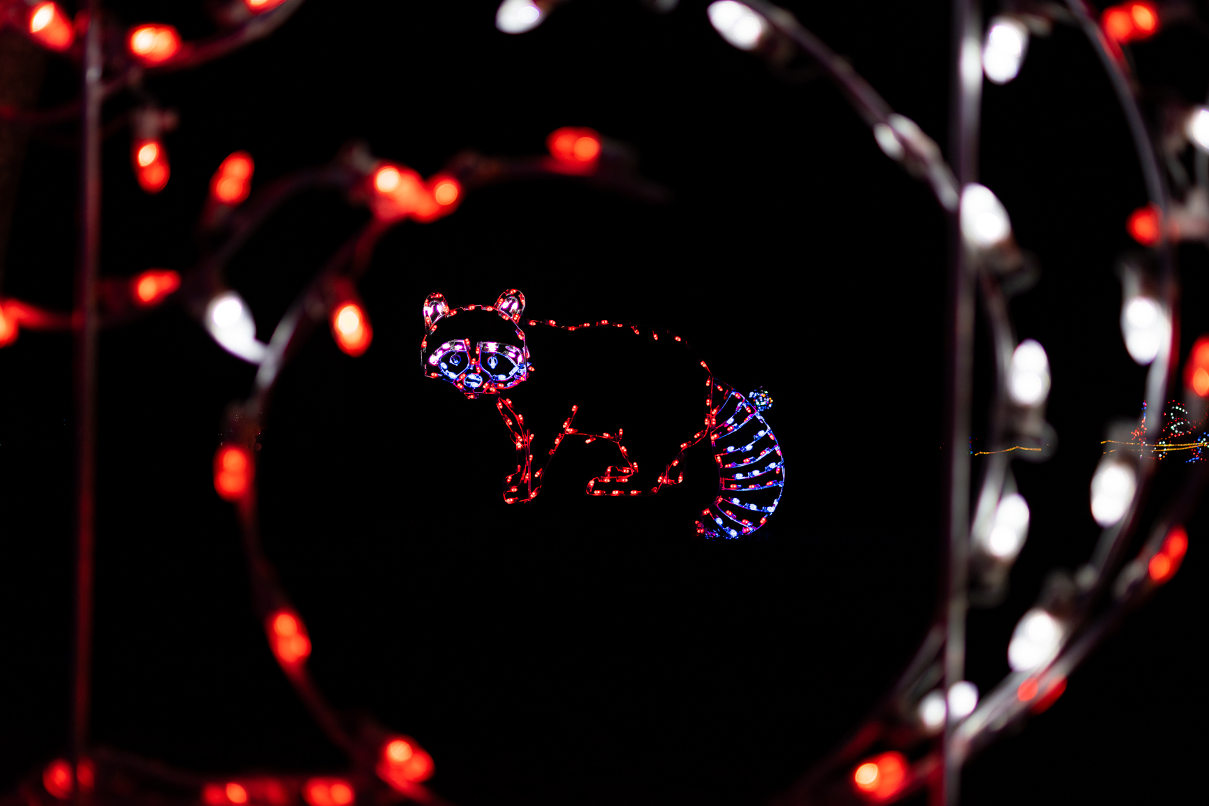 Raccoon 1 (1 of 1).jpg