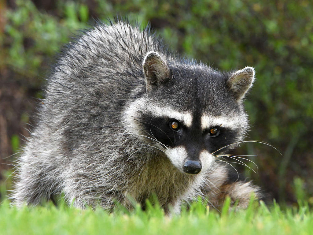 Racoon.jpg
