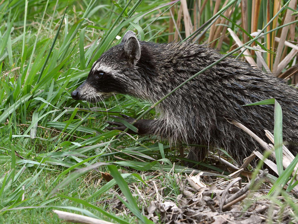 Racoon2.jpg