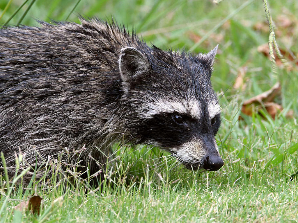 Racoon4.jpg