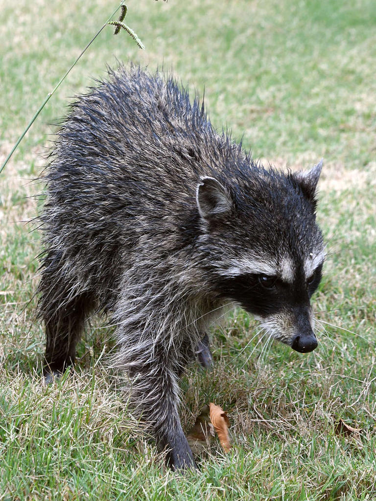 Racoon5.jpg