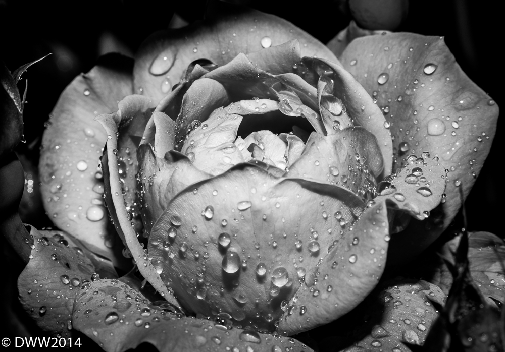Rain on Rose B&W (1 of 1).jpg