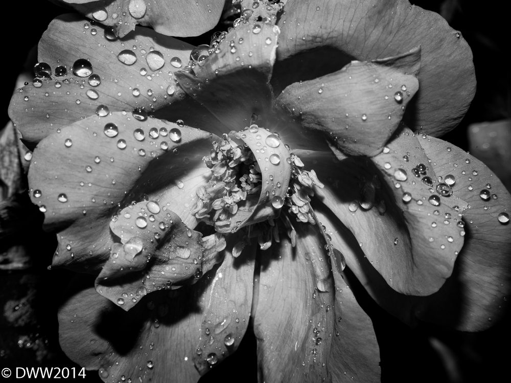 Rain on Rose B&W 2 (1 of 1).jpg