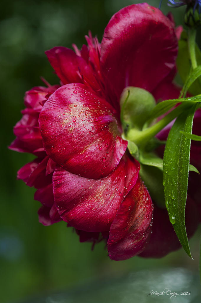 Rain on the peony.jpg