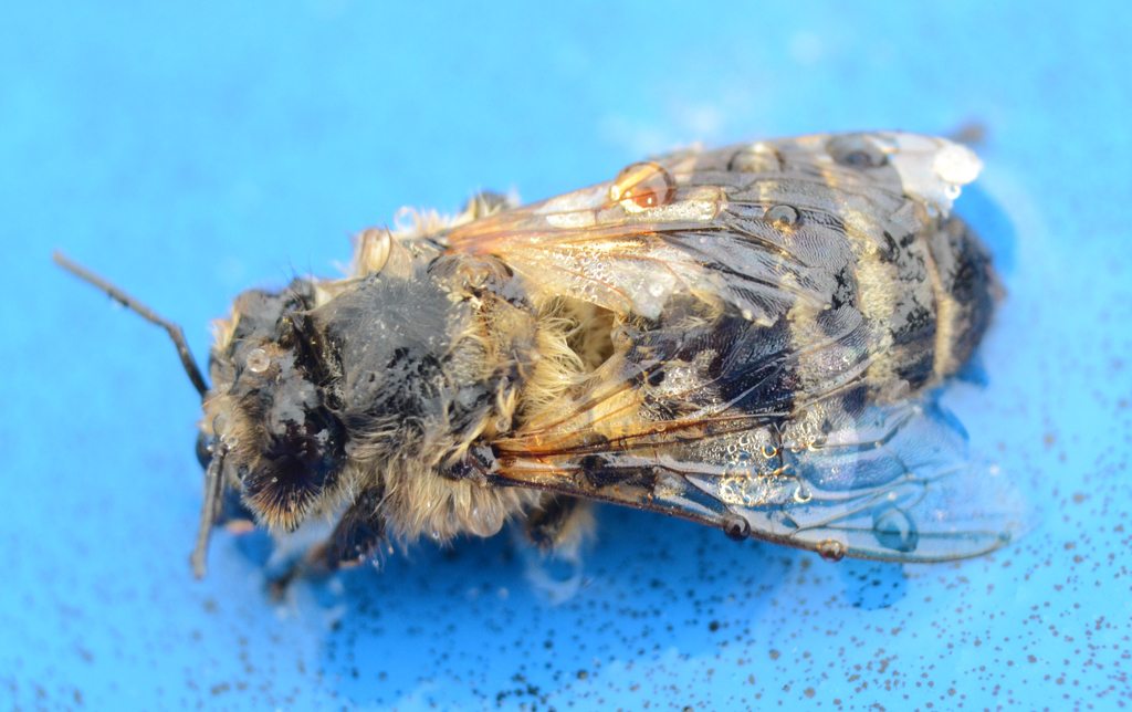 Rain-soaked bee.jpg