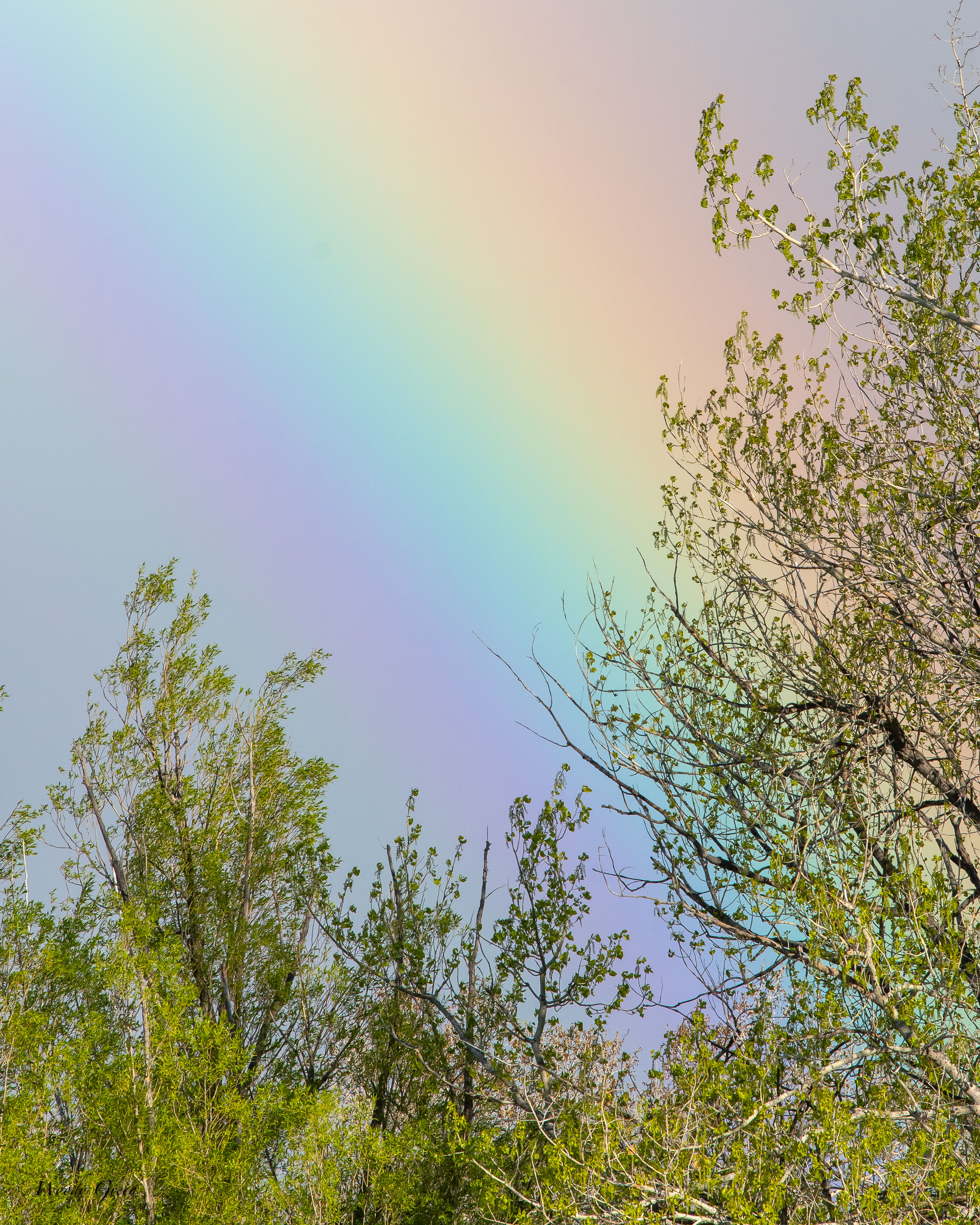 Rainbow-789.jpg