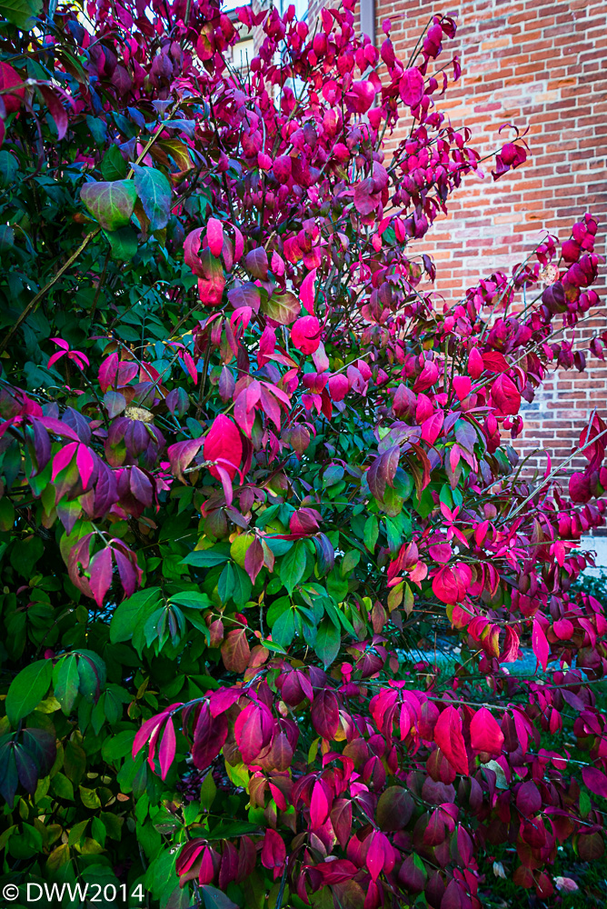 Rainbow Bush (1 of 1).jpg